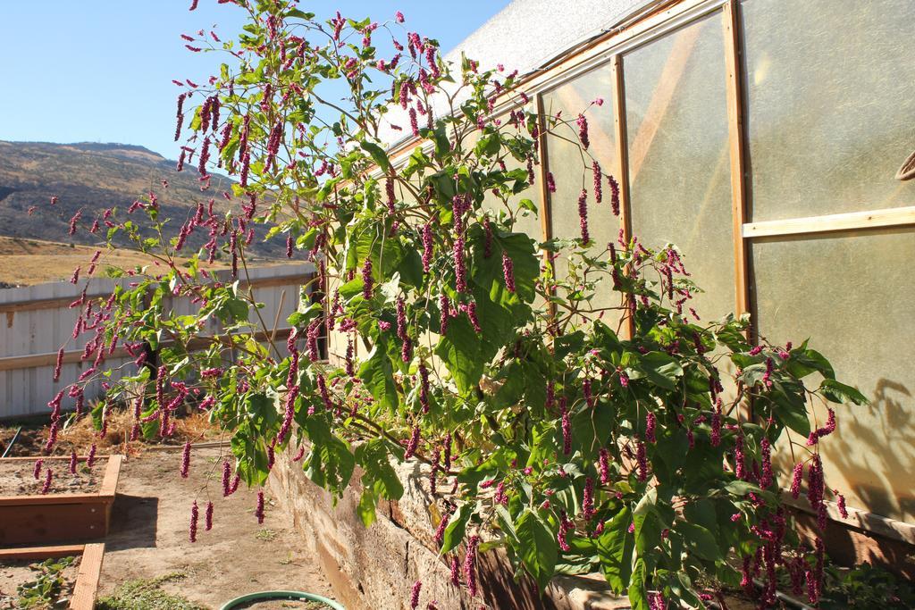 מלון קודי K3 Guest Ranch מראה חיצוני תמונה